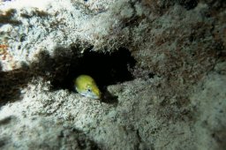 Gelbkopf-Muräne (Gymnothorax fimbriatus)
